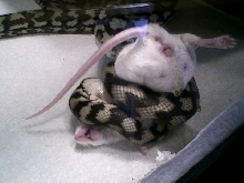 Sheila's (Coastal) first mouse in my care.