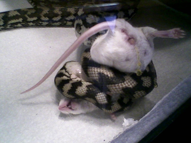 Sheila's (Coastal) first mouse in my care.