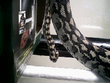 Checking out her new enclosure.
