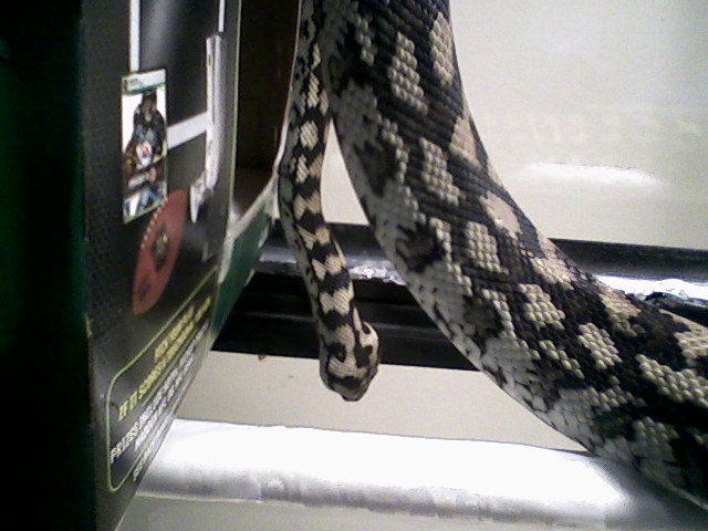 Checking out her new enclosure.