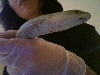 swollen scales