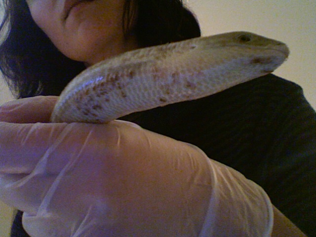 swollen scales