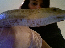 swollen scales