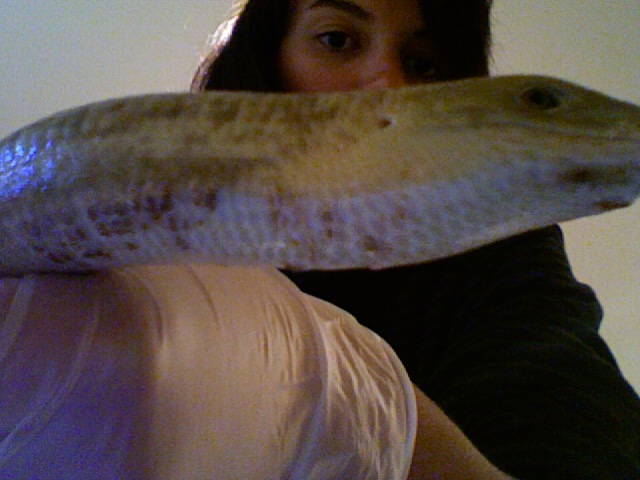 swollen scales