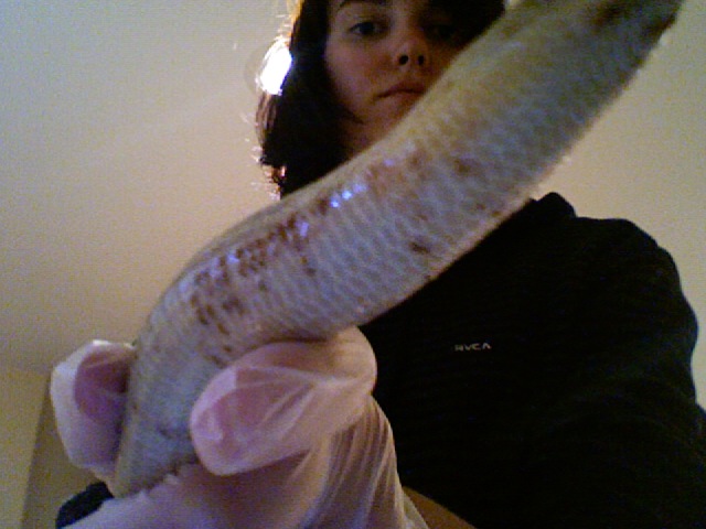 swollen scales