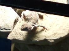 basking 6