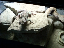 basking 5