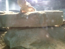 basking 4