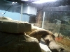 basking 2