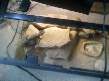 basking 1
