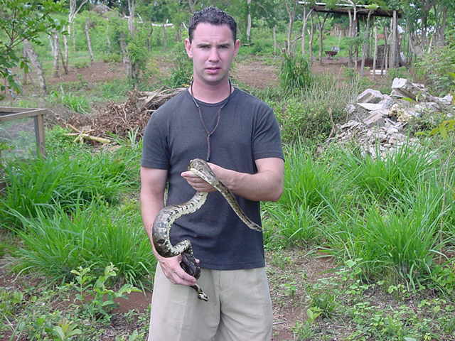 Utilla Island boa