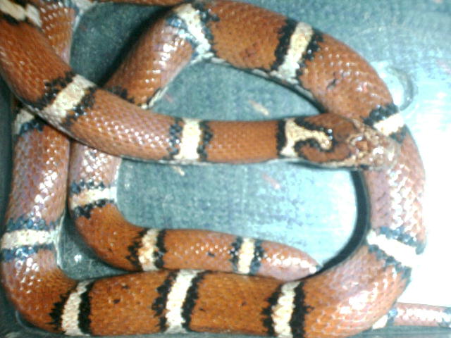 Normal Syspila