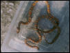 Pair of Orange Syspilas