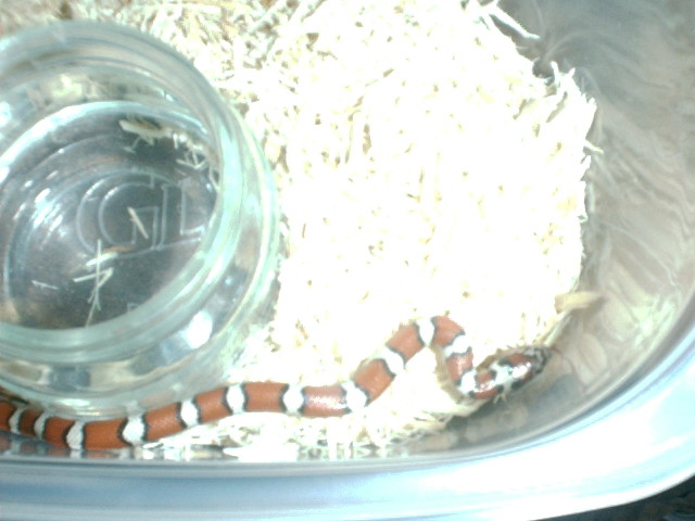 Red Milksnake