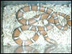 Orange Syspila
