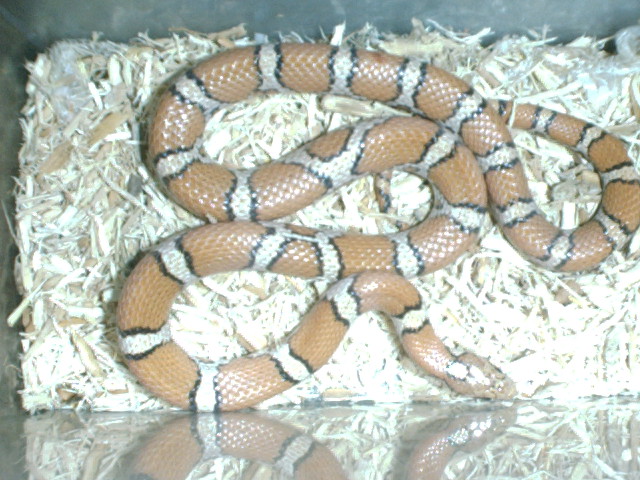Orange Syspila