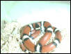 Louisiana Milk Snake