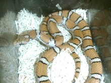 Orange Milksnake