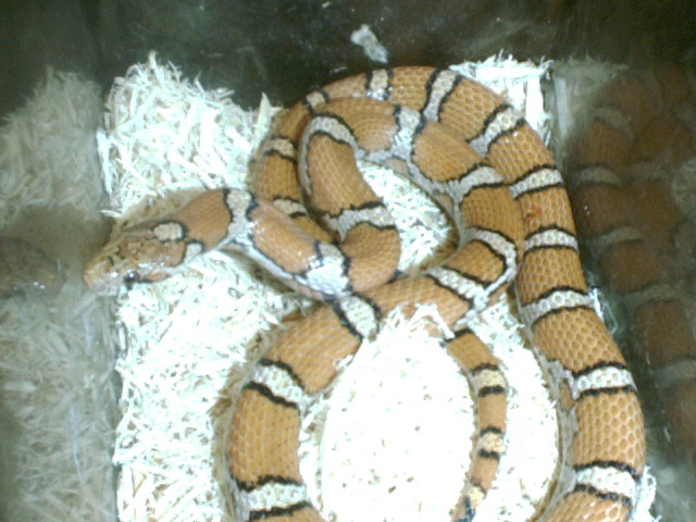 Orange Milksnake
