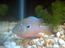 Longear Sunfish