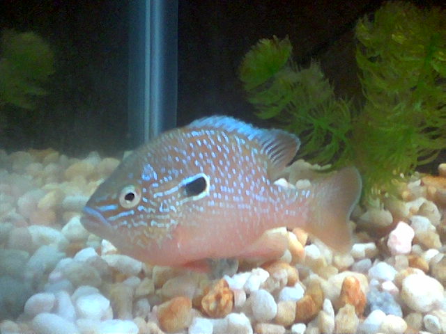 Longear Sunfish