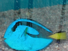 Saltwater - Austin Aquariums