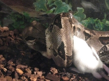 Columbian Boa