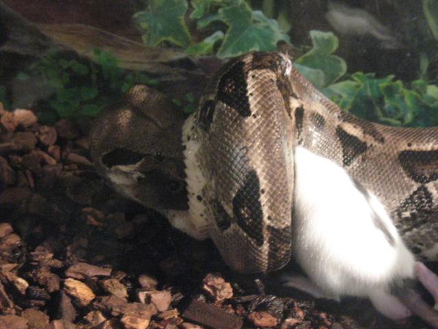 Columbian Boa
