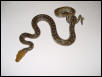 my new sulawesi retic