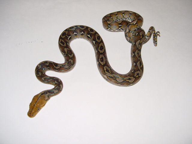 my new sulawesi retic