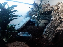 Sparty's Hide