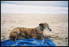 Chloe Sphinx pose