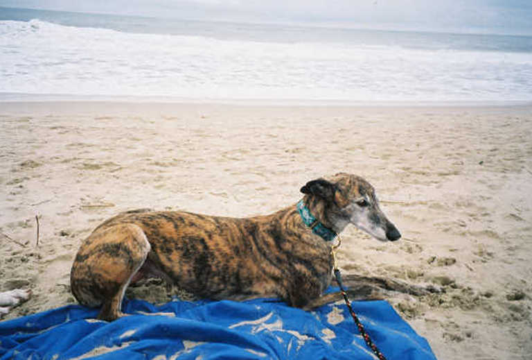 Chloe Sphinx pose