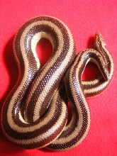 Rosy Boa - Oreo
