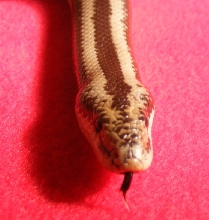 Rosy Boa - Oreo up close
