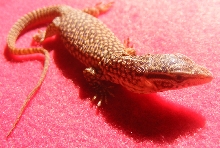 Hatchling Yellow Ackie - Java (2)