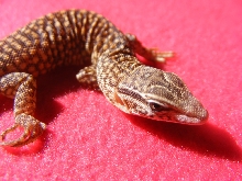 Hatchling Yellow Ackie - Java