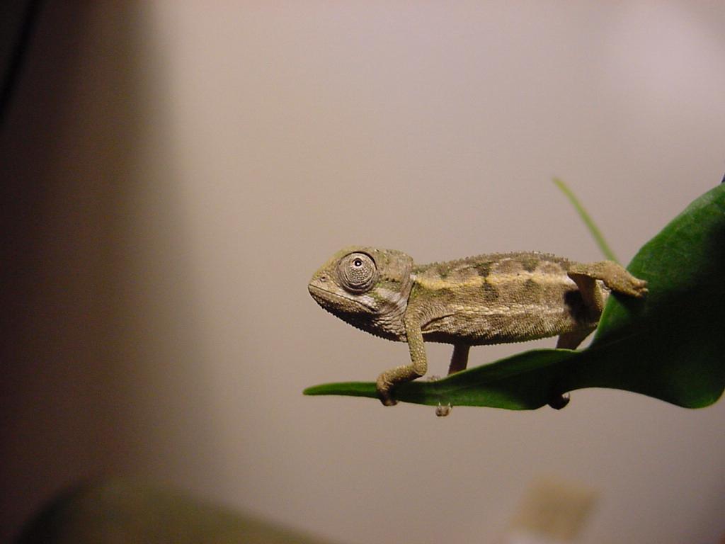 Baby Ch. Rudis1