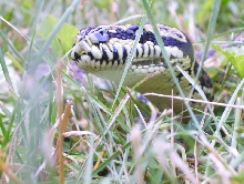 grass