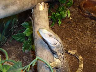 PE black throat