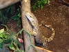 PE black throat