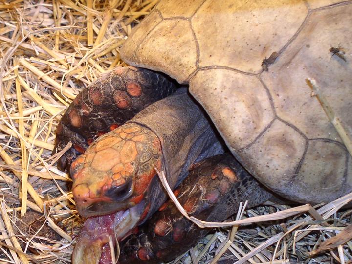 Hypo adult female cherry head redfoot