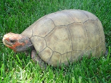 Our hypo cherry head redfoot female
