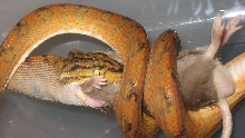 ATB eating