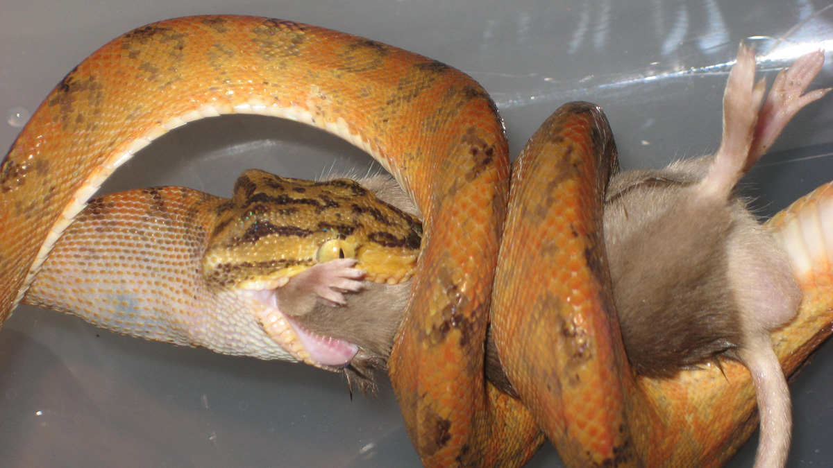 ATB eating