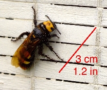 Can someone help me identify this wasp (SW of France)