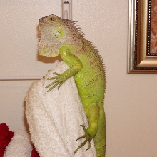 My iguana on towel rack.