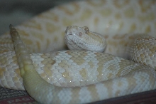 2008 albino Crotalus o. helleri