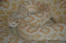 Albino male C. o. helleri, Southern Pacific Rattlesnake