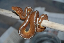 Newborn Basin Emerald Tree Boa